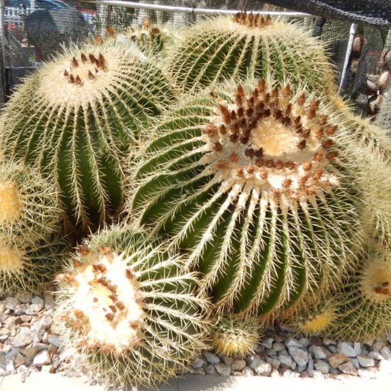 Photo of the plant species Giant Barrel Cactus by @Cactus_Jasmine named Sigmund on Greg, the plant care app