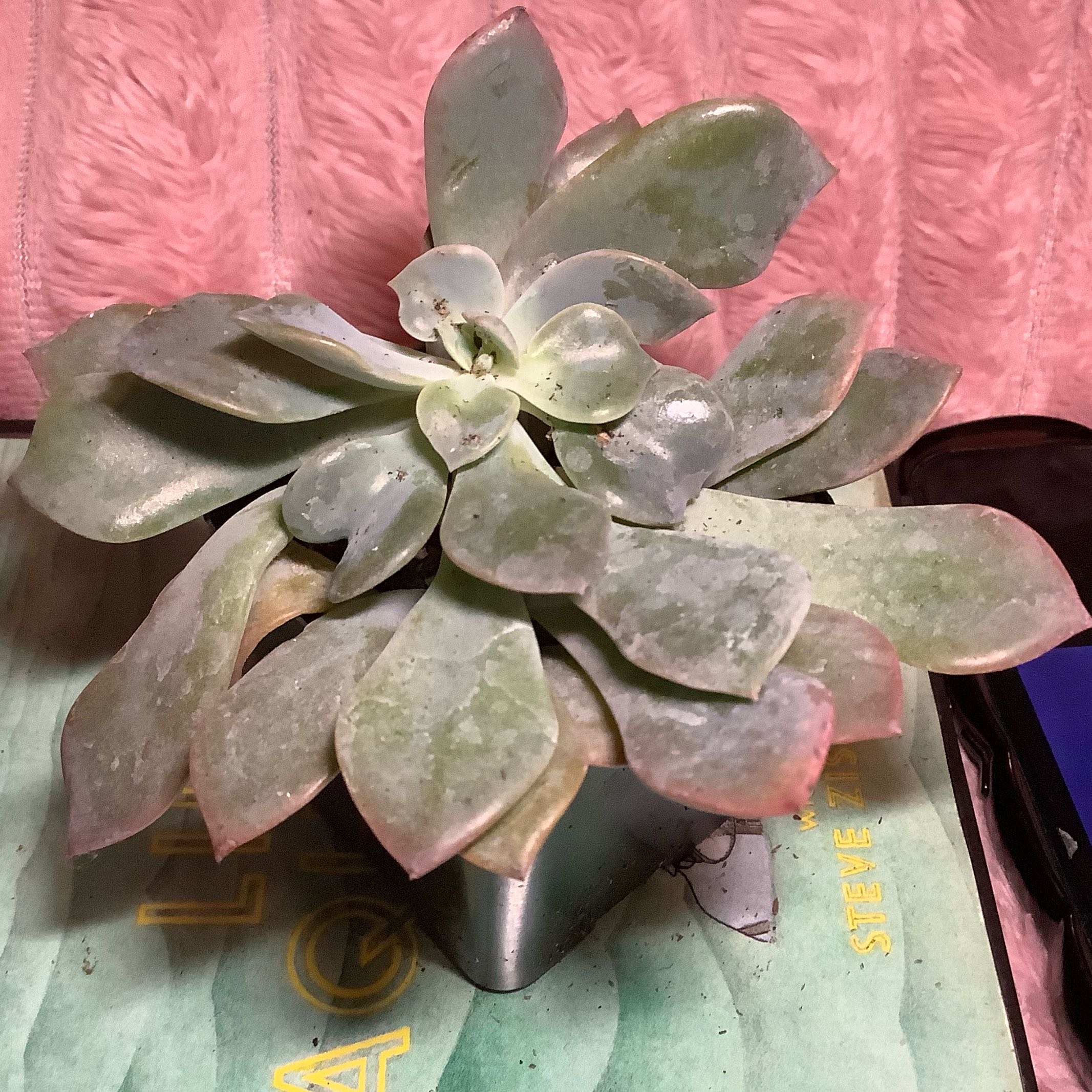 Photo of the plant species Echeveria Debbie by @SpunkyParsley98 named Austen on Greg, the plant care app