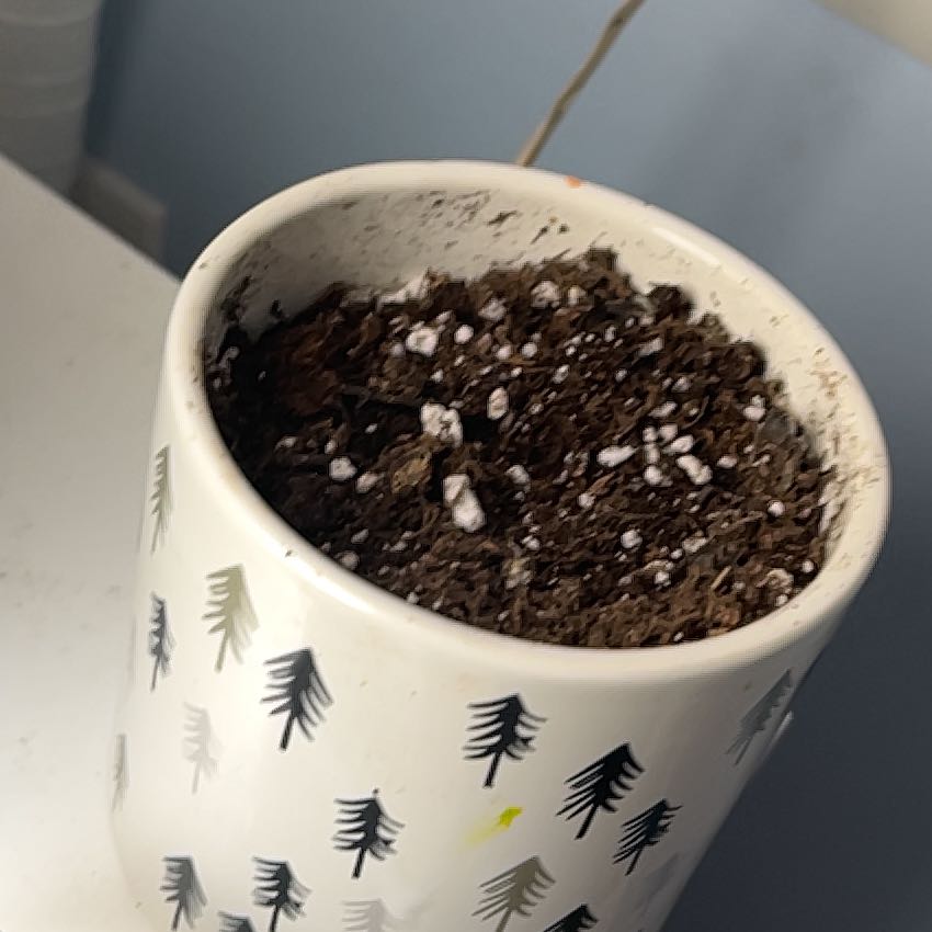 Photo of the plant species Succlent by @TubularDecodon named Tolkien on Greg, the plant care app