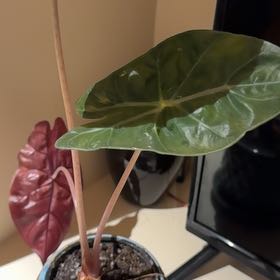 Photo of the plant species Little Zebrina Alocasia by @SingularNapaea5 named Marilyn on Greg, the plant care app