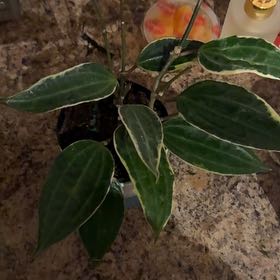 Photo of the plant species Hoya crassipetiolata by @SingularNapaea5 named Luna on Greg, the plant care app