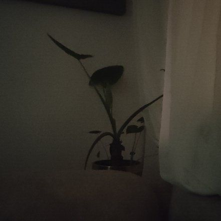 Photo of the plant species Elephant's Ear by @SirMira25 named Gobi on Greg, the plant care app