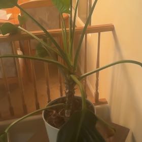 Photo of the plant species Congo Green Philodendron by @SparklyFicus90 named Morgan Treeman on Greg, the plant care app