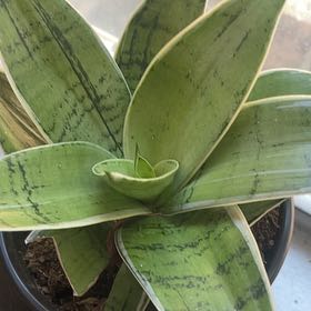 Photo of the plant species False Aloe by @NewCorn15 named Daphne on Greg, the plant care app