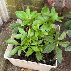 Photo of the plant species Woodruff by @AnewPurei2 named Plato on Greg, the plant care app