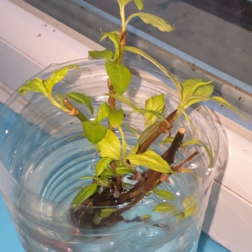 Photo of the plant species vietnamese coriander by @emiw.n named Gaga on Greg, the plant care app