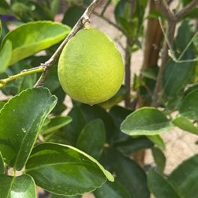 Photo of the plant species Bearss Lemon by @HipSalal78 named Queen on Greg, the plant care app