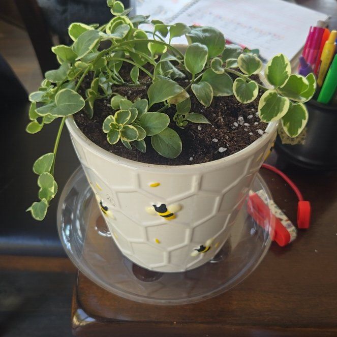 Photo of the plant species vinca vine by @HeadKawaka42 named Aria on Greg, the plant care app