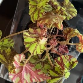 Photo of the plant species Rex Begonia Zumba by @ProperCatpalm64 named Bigleef Smalls on Greg, the plant care app