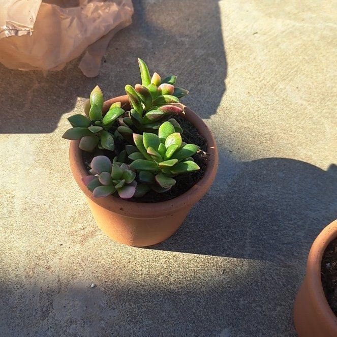 Photo of the plant species Sunrise by @ZanySapote19 named LiloStitch on Greg, the plant care app