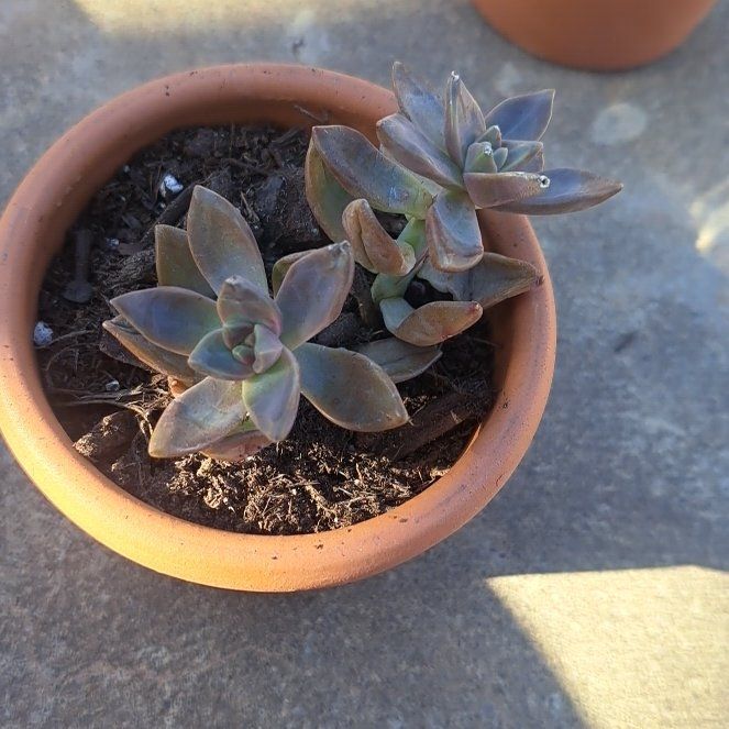 Photo of the plant species Ghosty by @ZanySapote19 named Demi on Greg, the plant care app