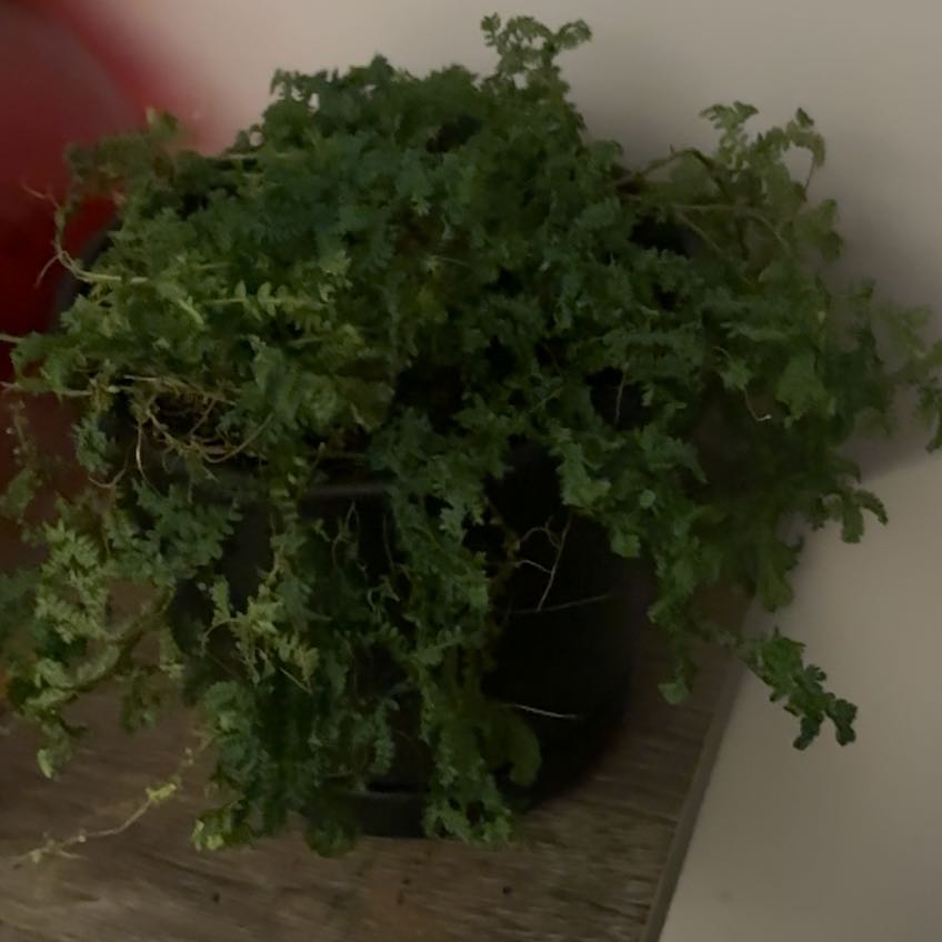 Photo of the plant species Rainbow moss, Peacock fern by @mxgic_mxn named Gobi on Greg, the plant care app