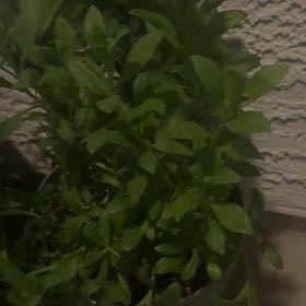 Photo of the plant species Sweet Alyssum by @FastWoreya74 named ChloroPhil on Greg, the plant care app