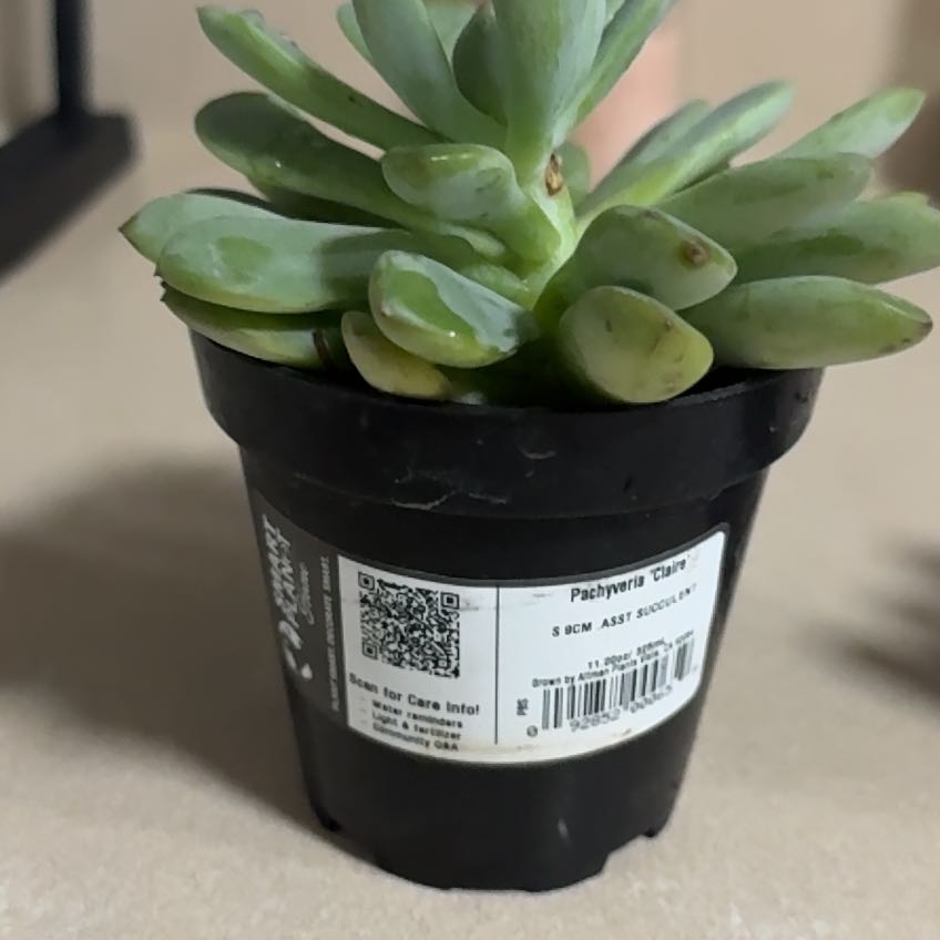 Photo of the plant species Pachyveria 'Claire' by @VipWildyam76 named Tolkien on Greg, the plant care app