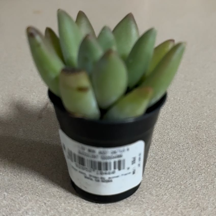 Photo of the plant species Pachyveria 'Royal Flush' by @VipWildyam76 named Planty on Greg, the plant care app