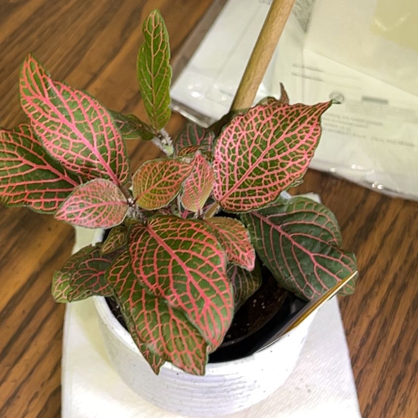 Photo of the plant species Red Anna Fittonia by @GleefulCapealoe named Gobi on Greg, the plant care app