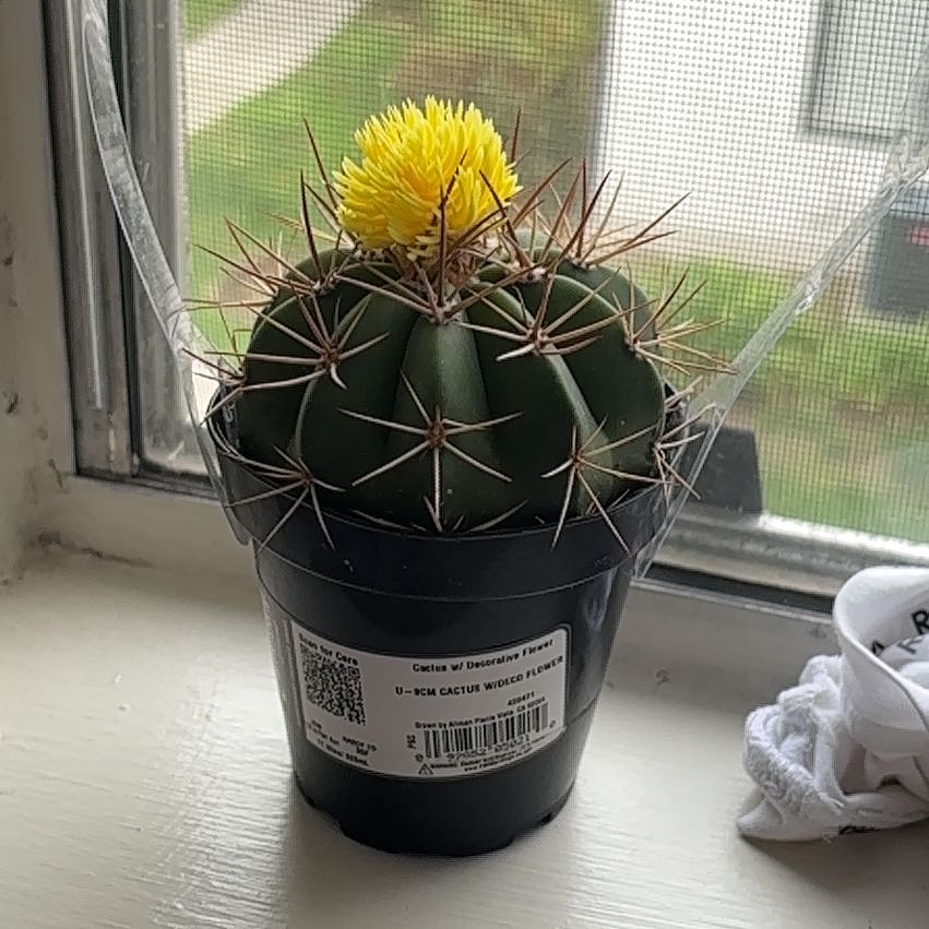 Photo of the plant species Assorted Cactus by @RadAssamtea13 named Starburn on Greg, the plant care app