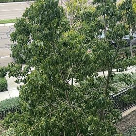 Photo of the plant species Kurrajong by @SavantBibi named Sproutacus on Greg, the plant care app