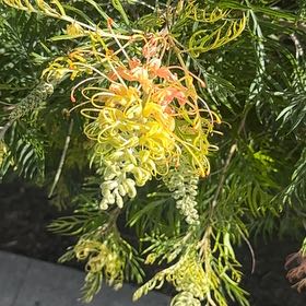 Photo of the plant species Silky Oak by @SavantBibi named Orwell on Greg, the plant care app