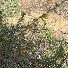 Photo of the plant species Slender Sunflower by @SavantBibi named Duke on Greg, the plant care app
