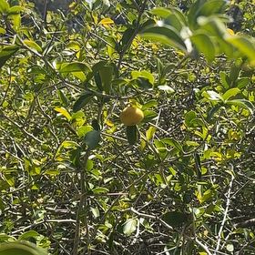Photo of the plant species Hardy Orange by @SavantBibi named Ronaldo on Greg, the plant care app