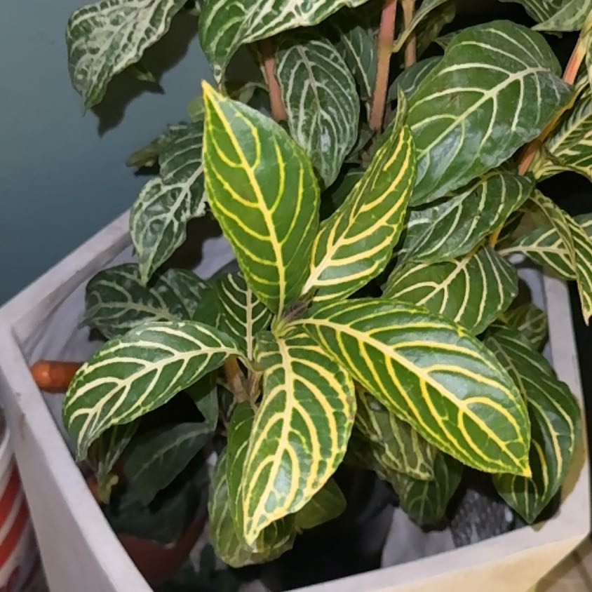 Photo of the plant species Bankesia by @ElderGutweed6 named Spike Leaves on Greg, the plant care app