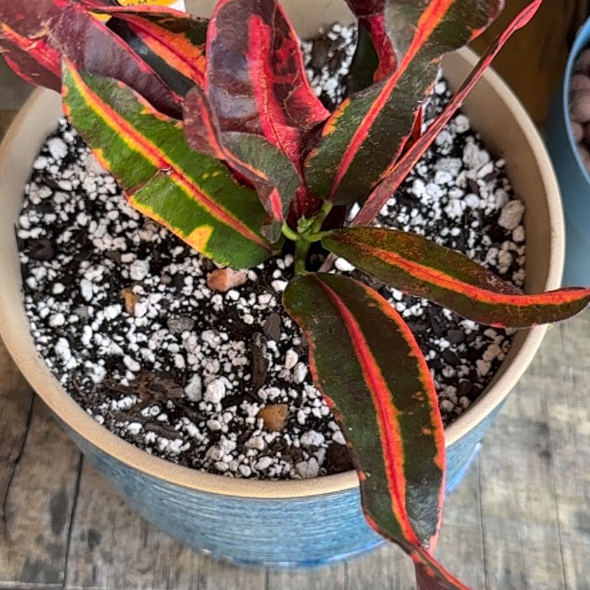 Photo of the plant species Mammy Croton by @SnazzyOlneya14 named Mammy Croton on Greg, the plant care app