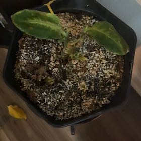 Photo of the plant species Dieffenbachia 'Compacta' by @SnazzyOlneya14 named Sol on Greg, the plant care app