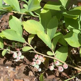 Photo of the plant species Early Lowbush Blueberry by @FlashyEllisia named Blueberry #1 on Greg, the plant care app