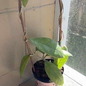 Photo of the plant species Hoya Finlaysonii by @YesRedmambo13 named Drake on Greg, the plant care app
