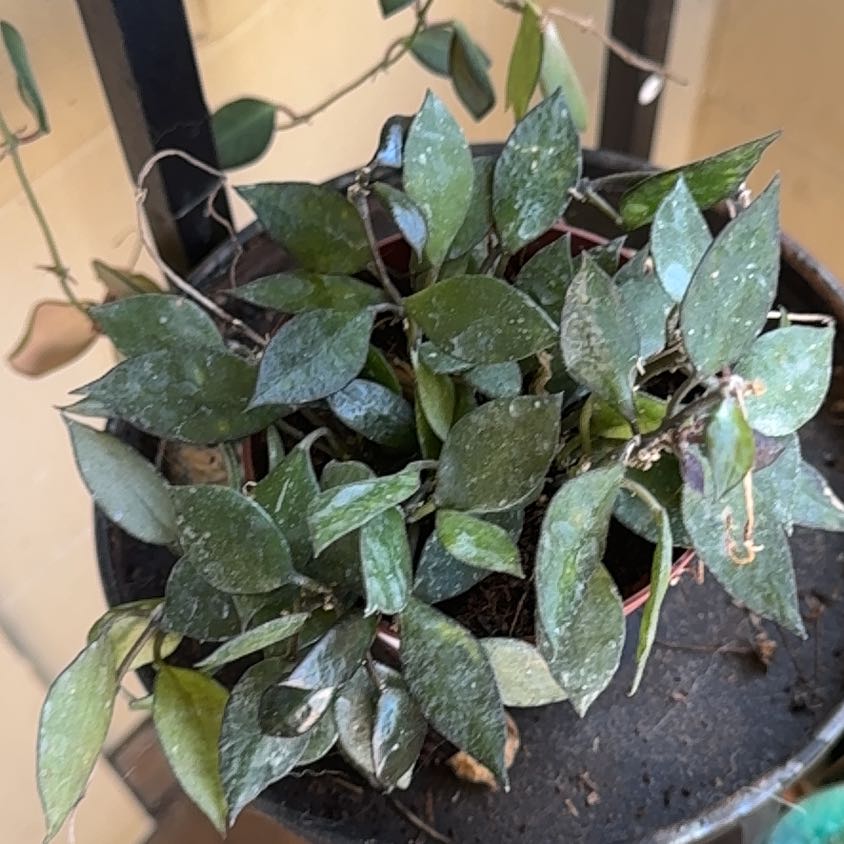 Photo of the plant species Hoya krohniana black by @YesRedmambo13 named Navajo on Greg, the plant care app