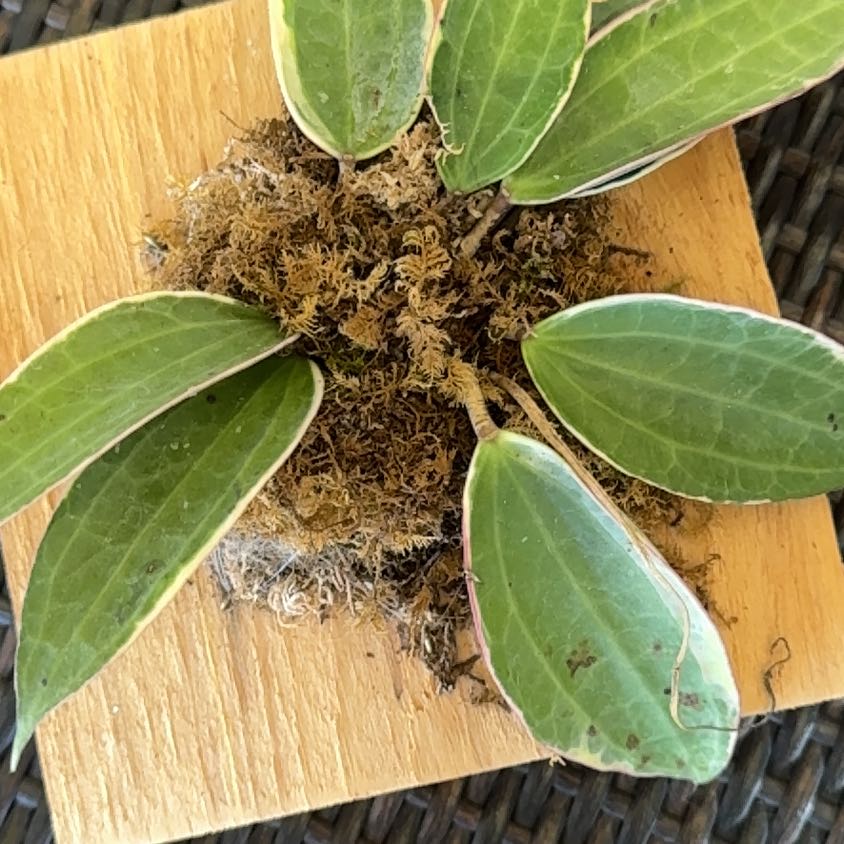 Photo of the plant species Hoya macrophylla by @YesRedmambo13 named Apollo on Greg, the plant care app