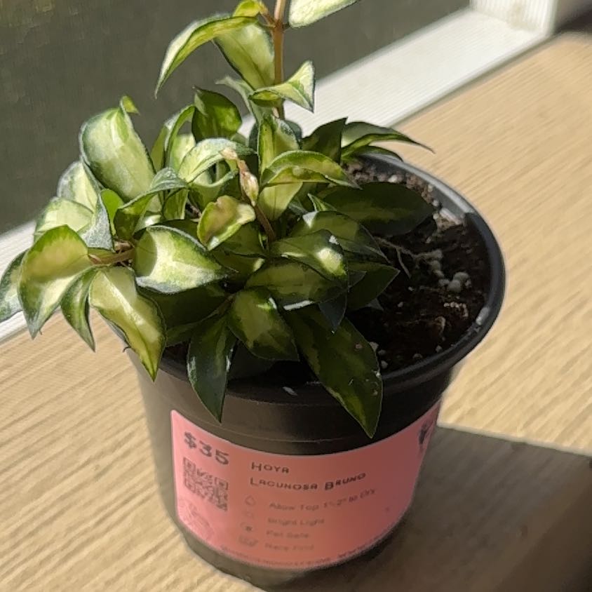 Photo of the plant species Hoya lacunosa ‘Bruno Tricolor' by @YesRedmambo13 named Zeus on Greg, the plant care app