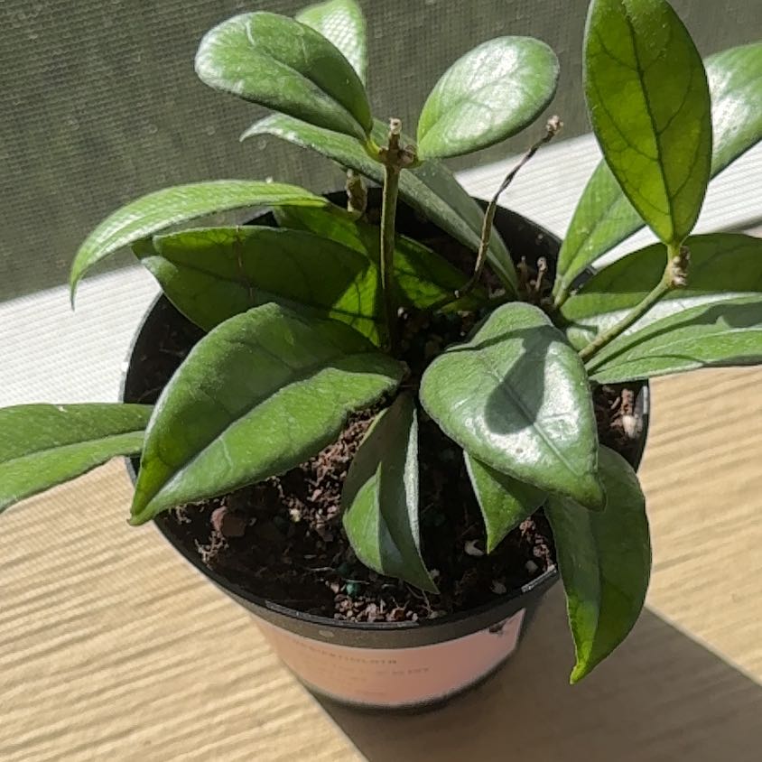 Photo of the plant species Hoya Crassipetiolata Splash by @YesRedmambo13 named Bella on Greg, the plant care app