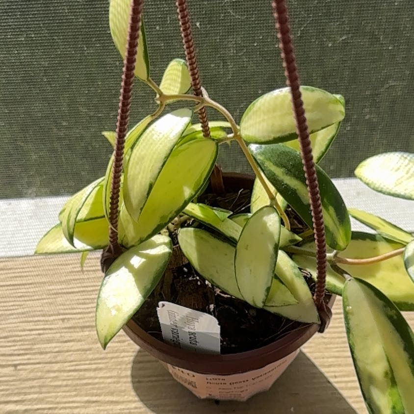 Photo of the plant species Hoya acuta 'Variegata' by @YesRedmambo13 named Hemingway on Greg, the plant care app