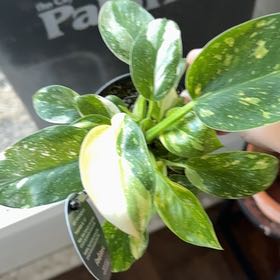 Photo of the plant species Philo Green Congo Nuclear by @YesRedmambo13 named Messi on Greg, the plant care app