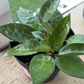 Photo of the plant species Black Margin Hoya Parasitica by @YesRedmambo13 named Mollie on Greg, the plant care app