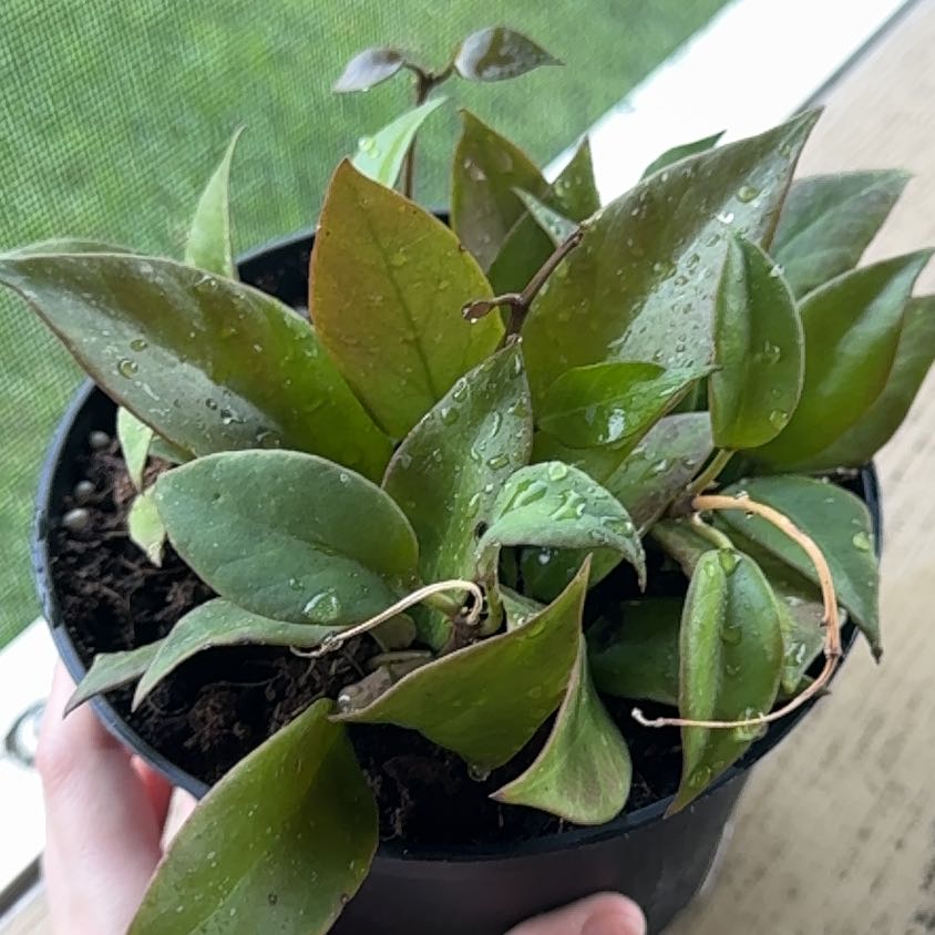 Photo of the plant species Hoya 'Sunrise' by @YesRedmambo13 named Prince on Greg, the plant care app