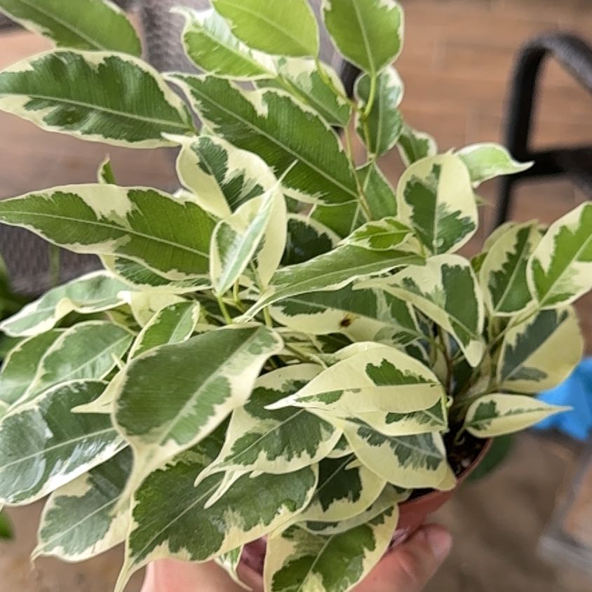 Photo of the plant species Ficus 'Starlight' by @YesRedmambo13 named Ronaldo on Greg, the plant care app