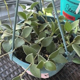 Photo of the plant species Hoya nummularioides by @YesRedmambo13 named Willow on Greg, the plant care app