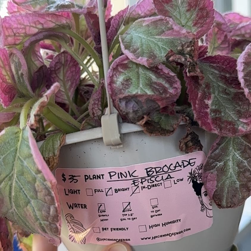 Photo of the plant species Episcia 'Pink Brocade' by @YesRedmambo13 named Joefre on Greg, the plant care app