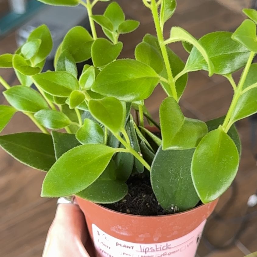 Photo of the plant species Lipstick Plant by @YesRedmambo13 named Elle on Greg, the plant care app