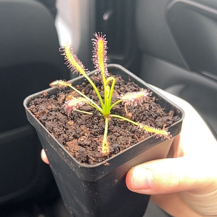 Photo of the plant species Cape Sundew by @RichAtom83 named Prince on Greg, the plant care app