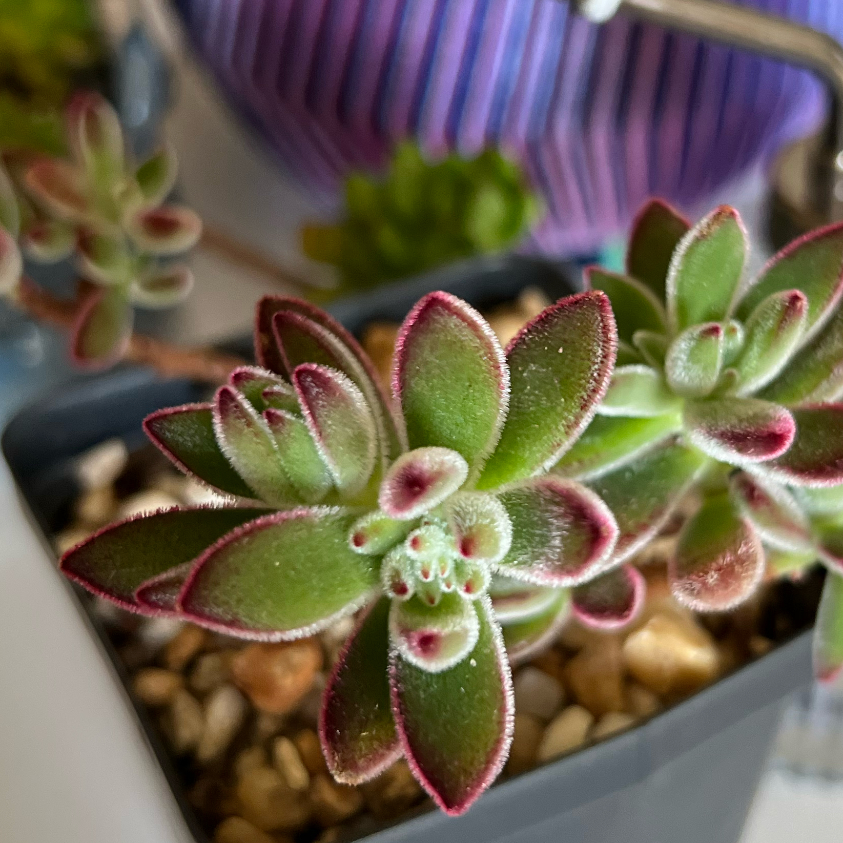 Photo of the plant species Ruby Slippers Echeveria by @jessplants00 named Ruby on Greg, the plant care app