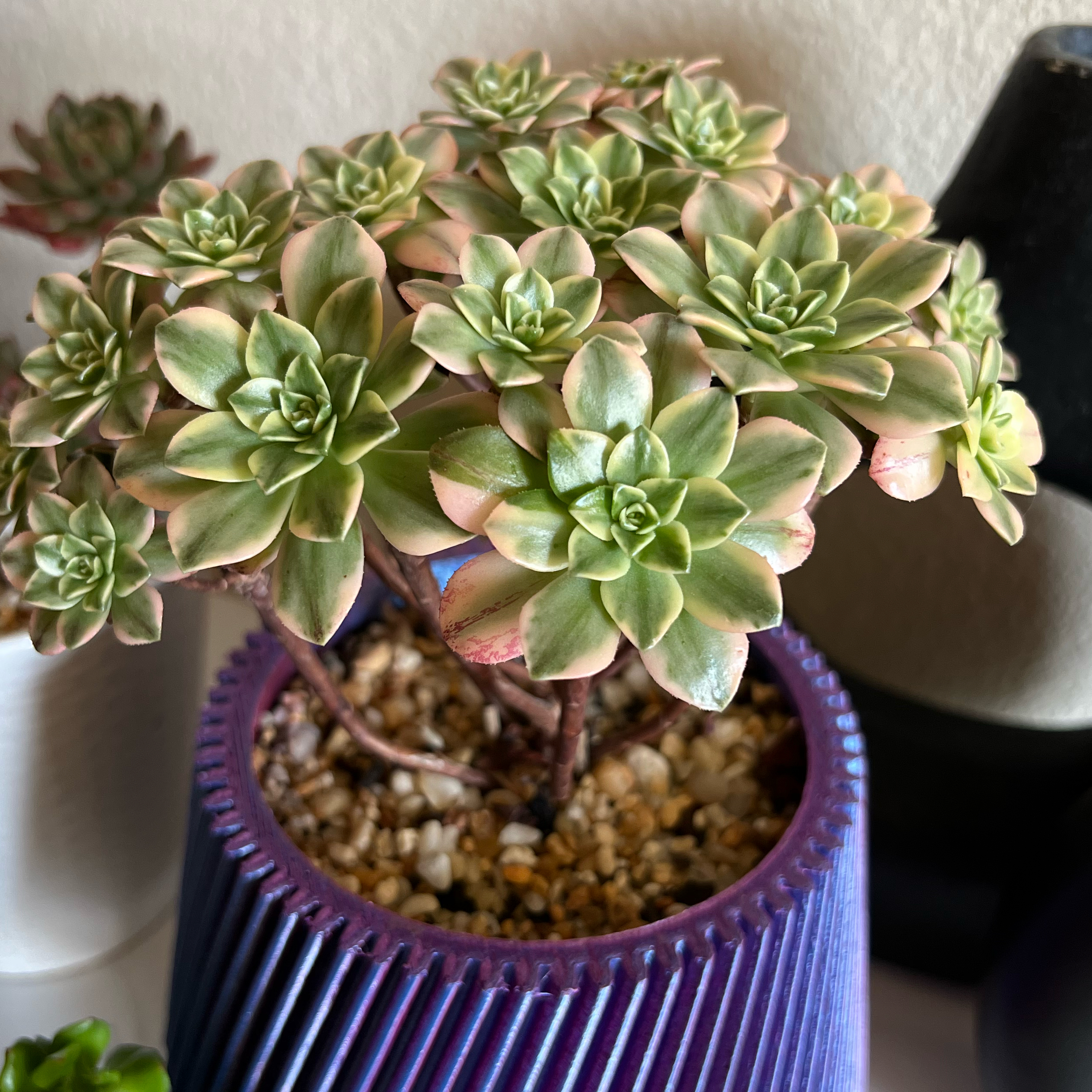 Photo of the plant species Aeonium 'Pink Witch' by @jessplants00 named Sabrina on Greg, the plant care app