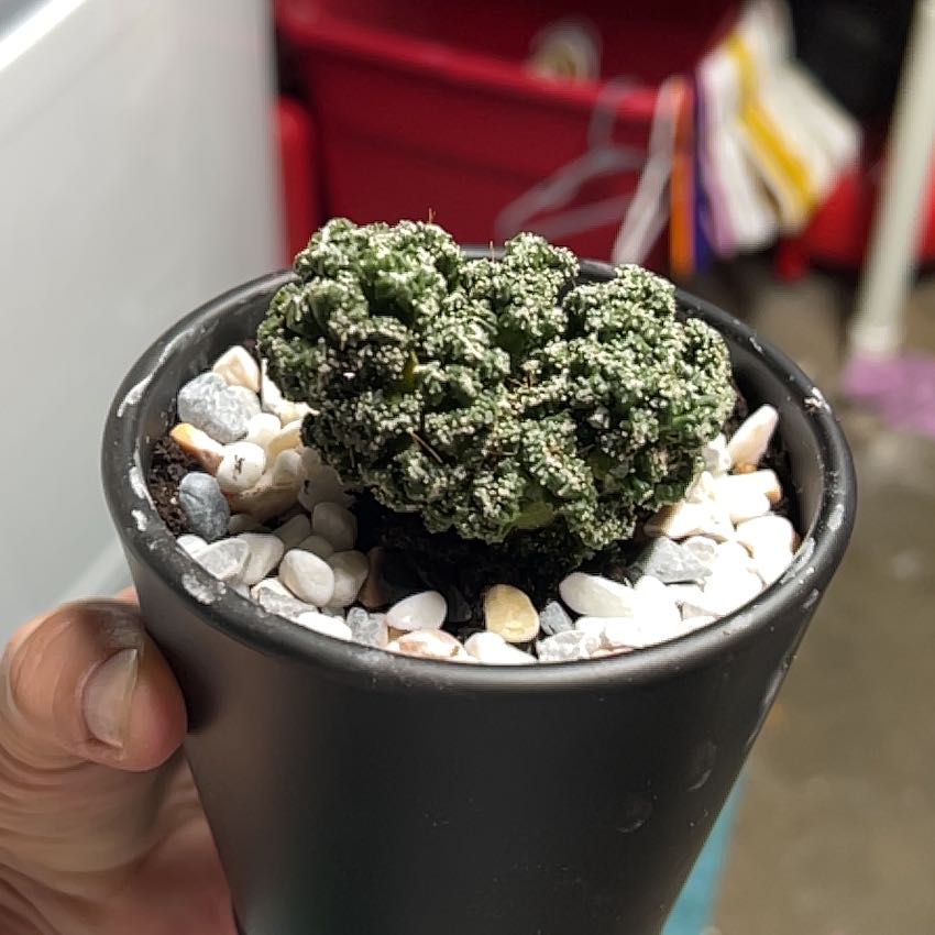 Plant care for Montrose on Greg, the plant care app