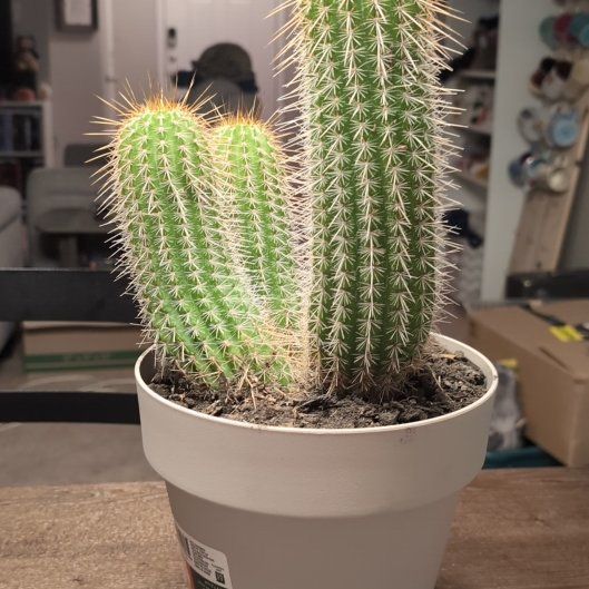 Photo of the plant species Trumpet Flower Cactus by @ChicKaro34 named Plato on Greg, the plant care app