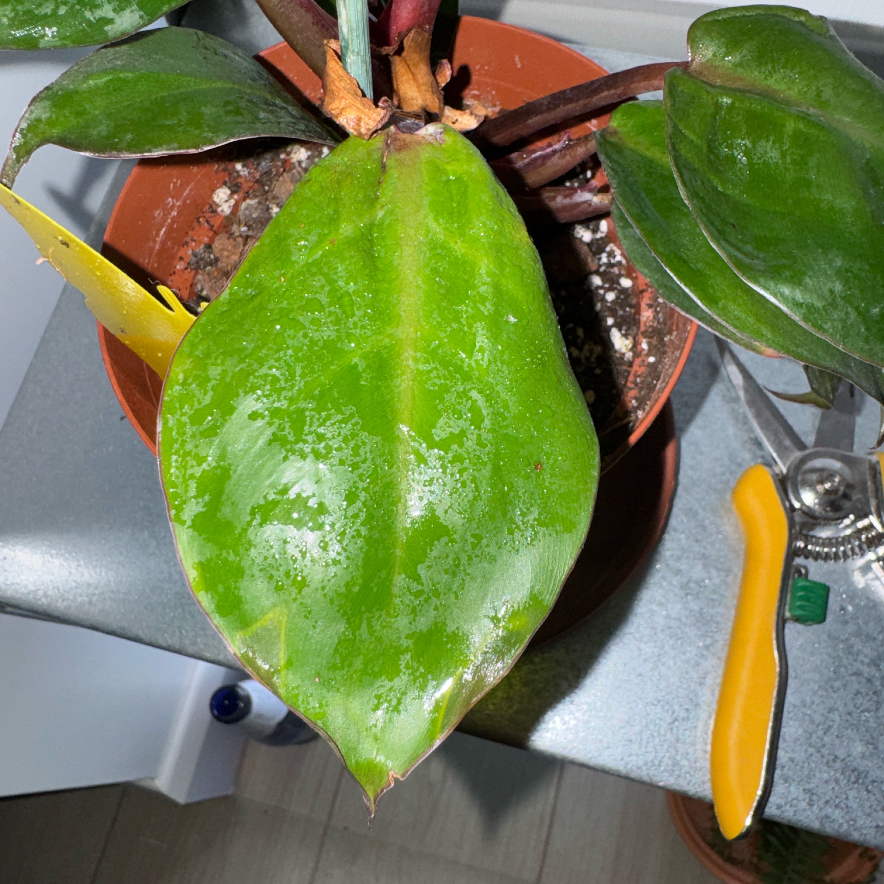 Photo of the plant species Sun Red by @LadyBroccoli91 named Planty on Greg, the plant care app