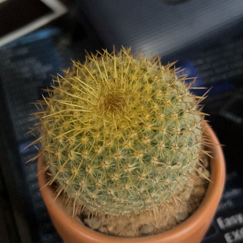 Photo of the plant species Mammillaria muehlenpfordtii by @TryPeachtree95 named Carl on Greg, the plant care app