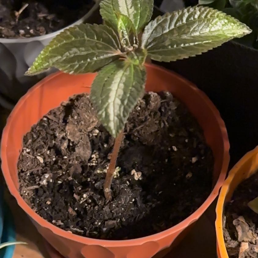 Photo of the plant species Pilea Spruceana by @LovableRimu43 named Lebron on Greg, the plant care app